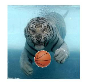 Tigers are known to be insanely intense passing the ball.  Look at all that sweat!